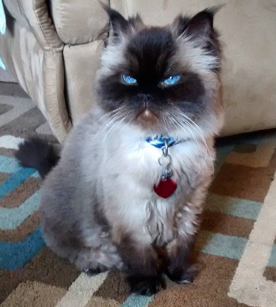 布偶猫眼神凶恶～总是愤怒脸!