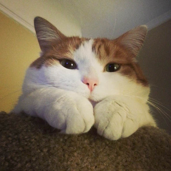 Instagram