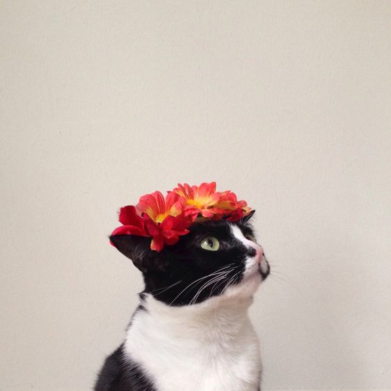 Pinterest