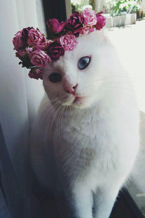 Pinterest