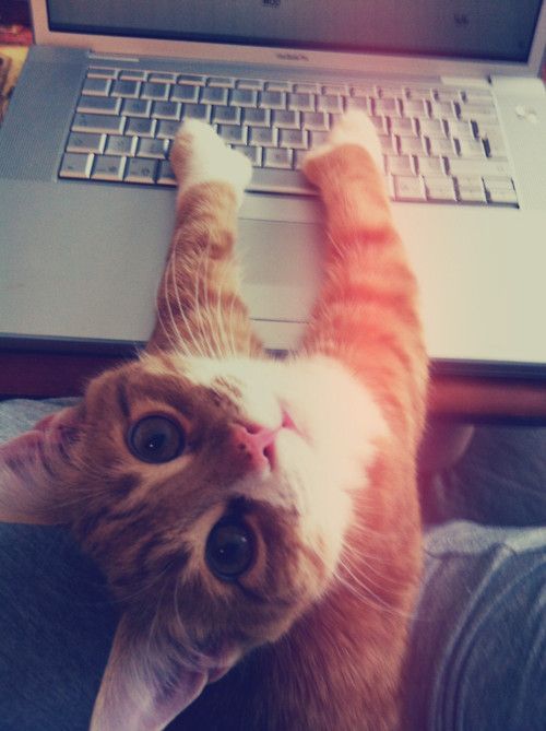 Pinterest