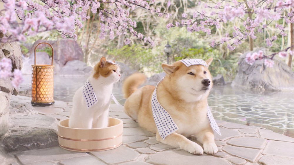 猫星人x汪星人跨界合作!春天就是要一起