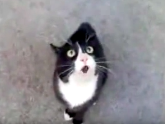 hkt animalch