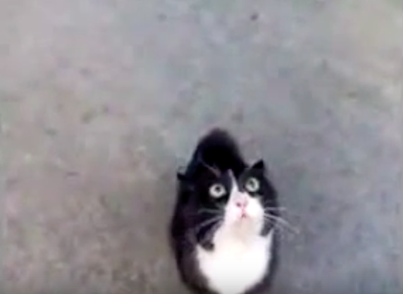 hkt animalch