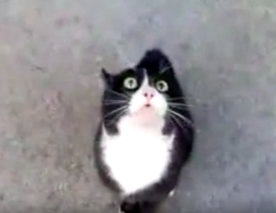 hkt animalch