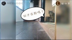 cat123