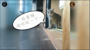 cat123
