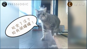 cat123