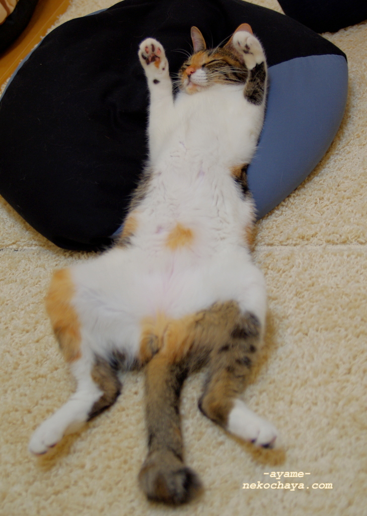 主子你这样脚开开,「大」字型的摊在这里睡觉会不会著凉啊?