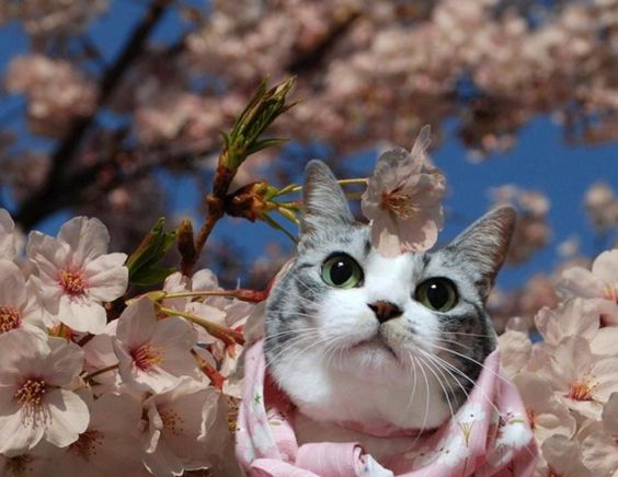 Pinterest