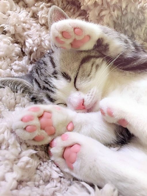Pinterest