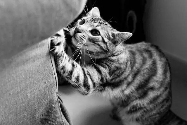 Pinterest