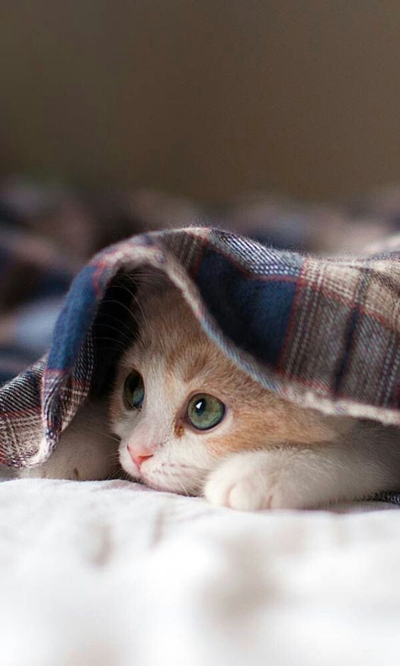 Pinterest