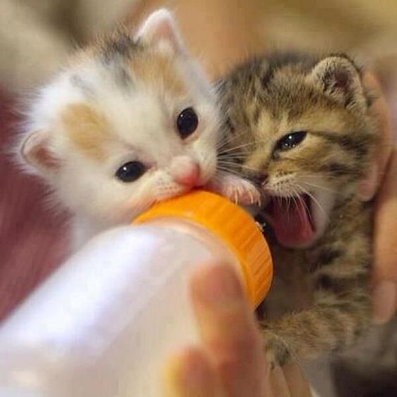 Pinterest