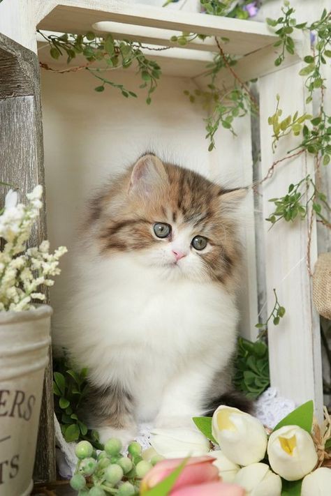 Pinterest