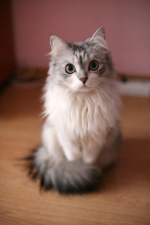 Pinterest