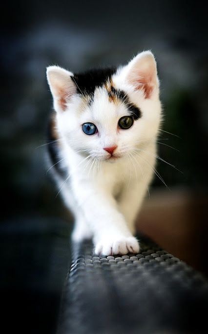 Pinterest