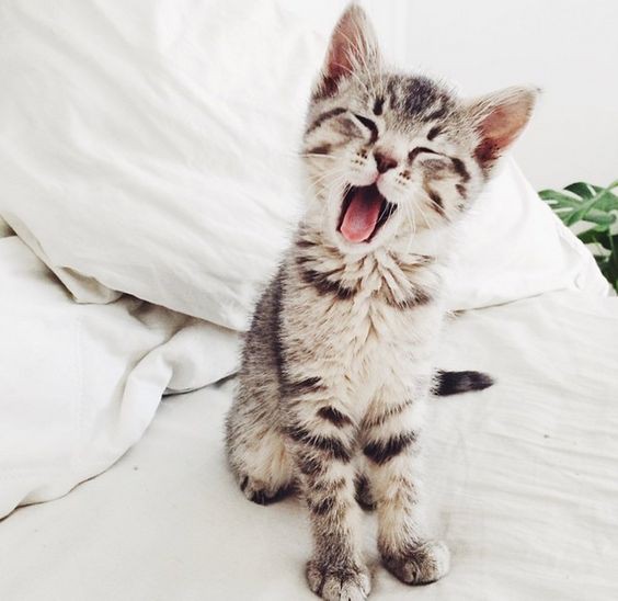 Pinterest