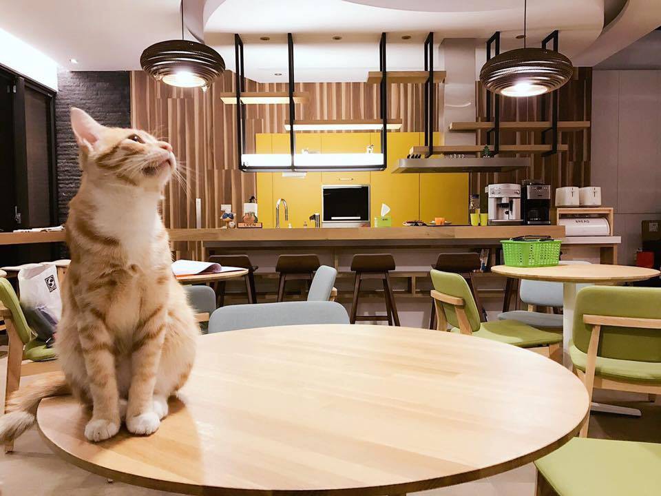 来趟猫之旅吧～超疗愈 猫咪民宿,远离尘嚣的乡间天堂