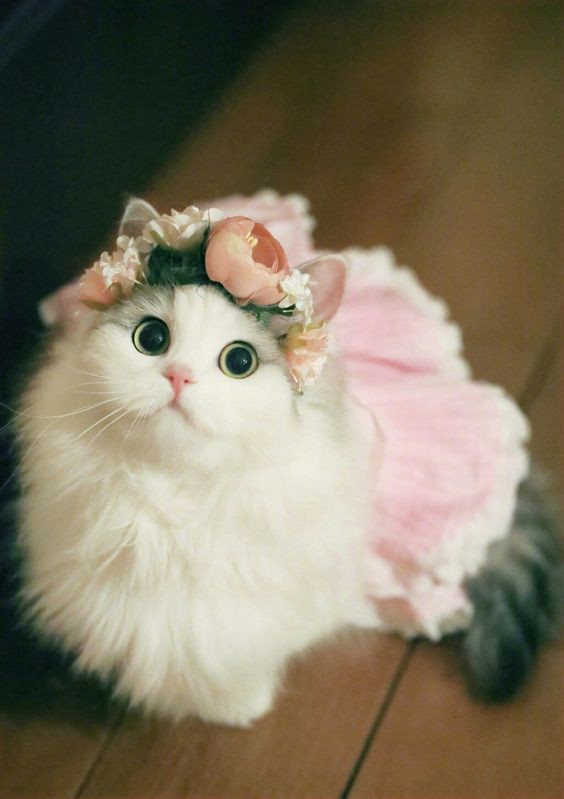 Pinterest
