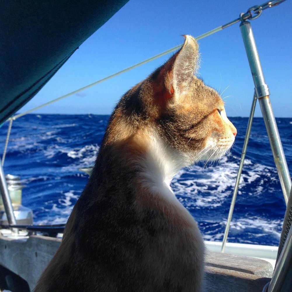 captainlizclark