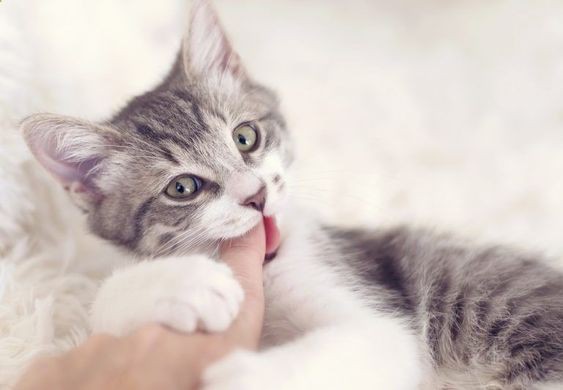 Pinterest