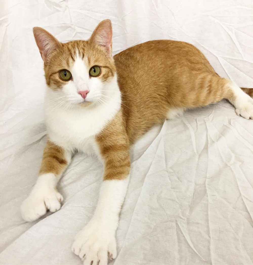flexy_paw
