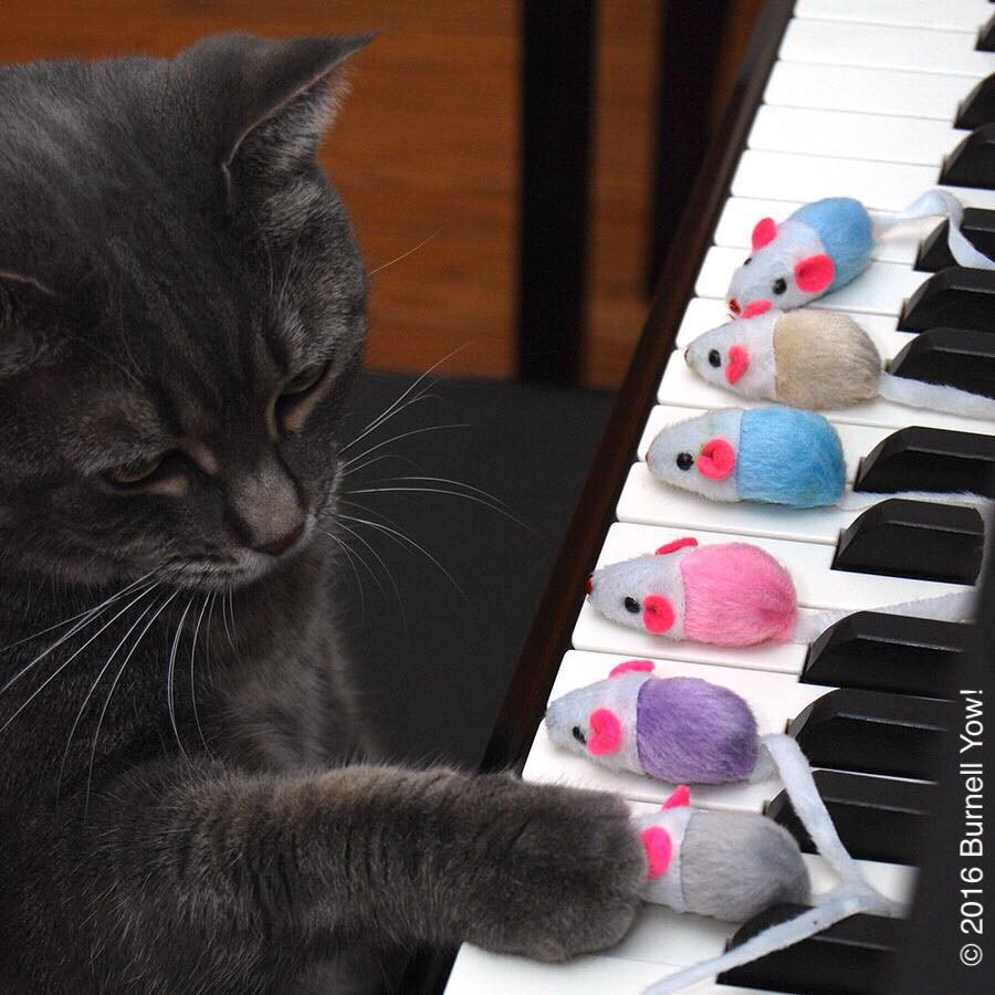 norathepianocatpage