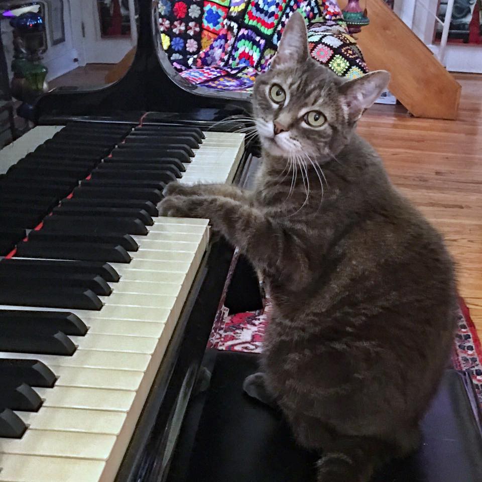 norathepianocatpage