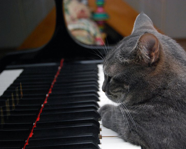 norathepianocatpage