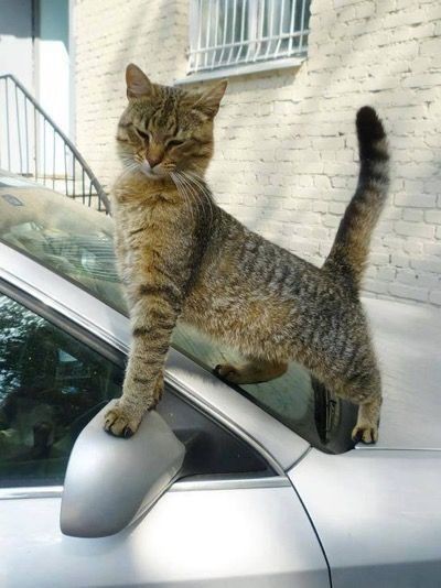 pinterest
