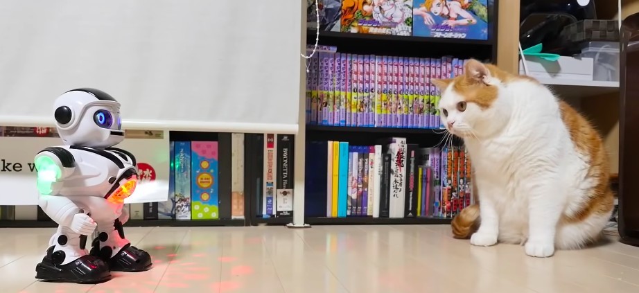 マンチカンズTV