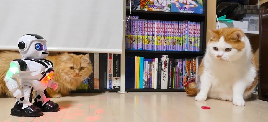 マンチカンズTV