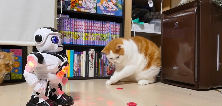 マンチカンズTV