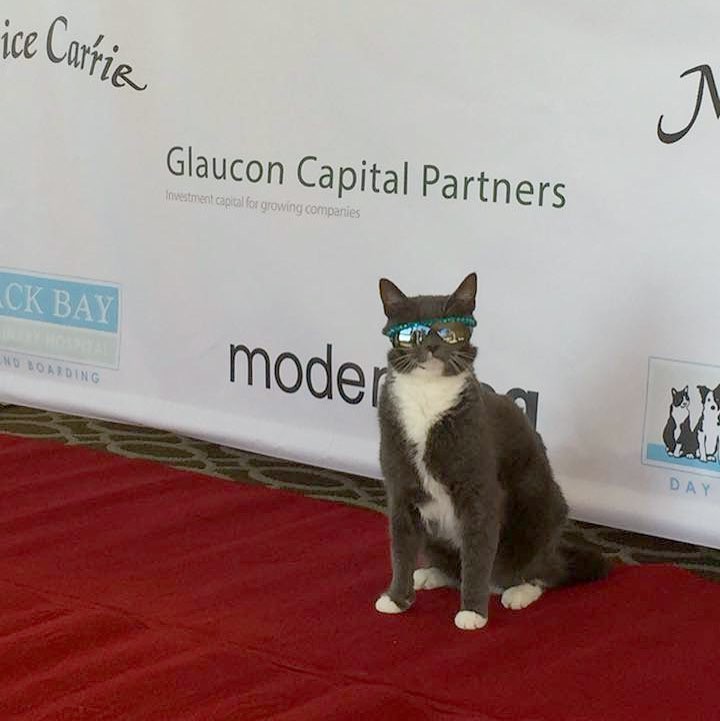 sunglasscat