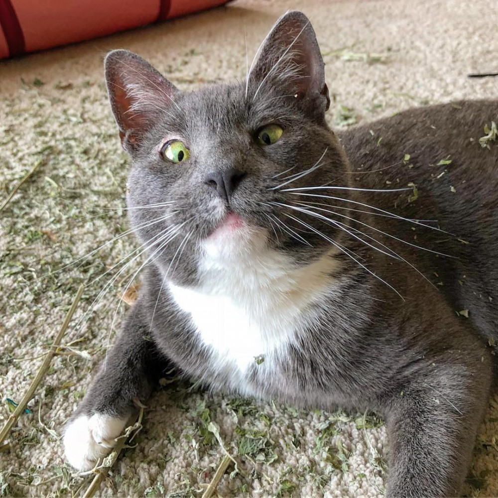 sunglasscat