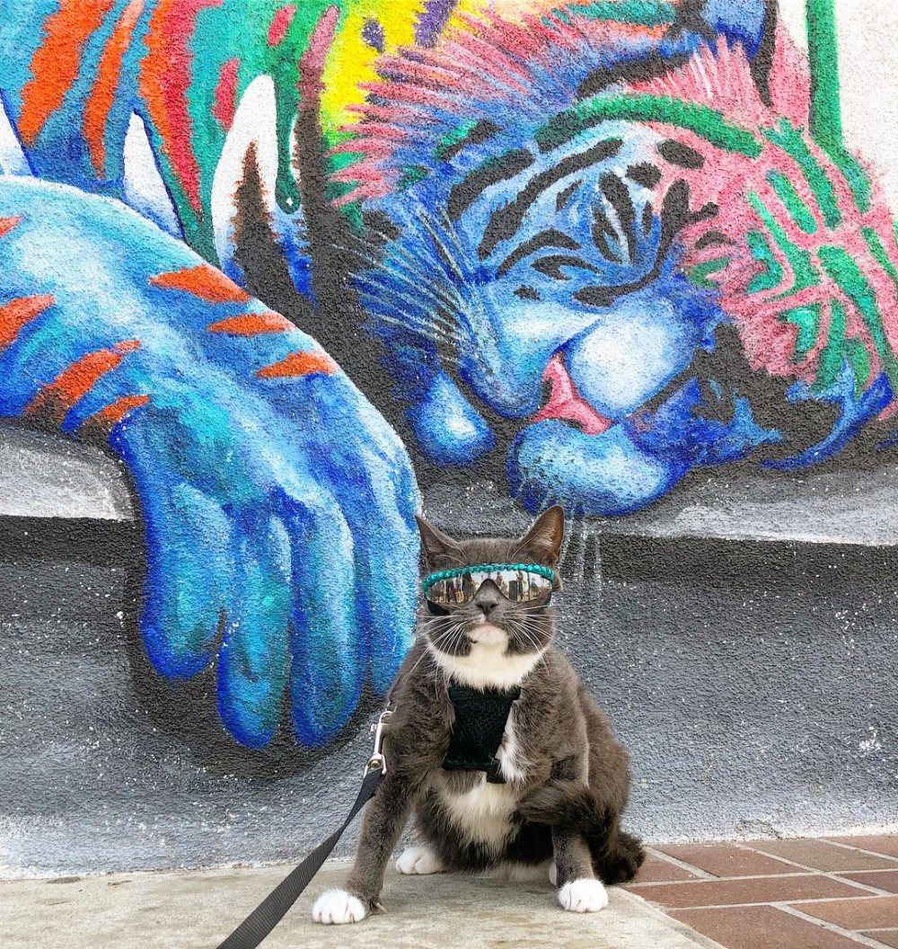 sunglasscat