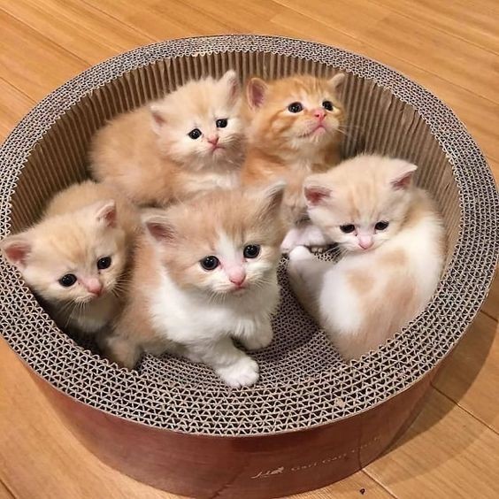 pinterest