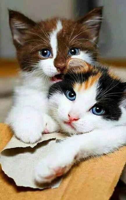 pinterest
