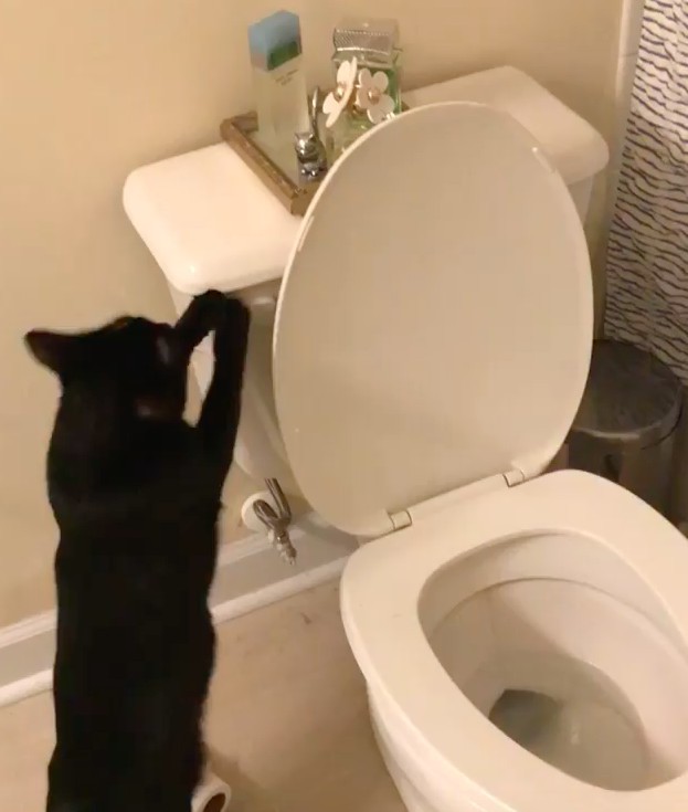 i_am_shitty_kitty