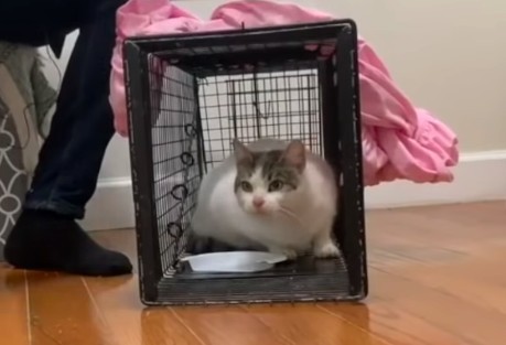 Love Meow