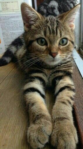 pinterest