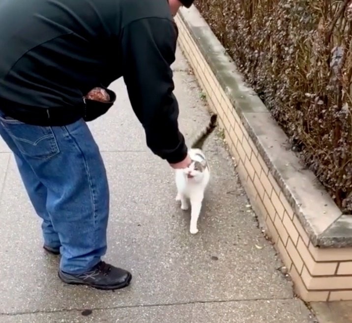 Love Meow