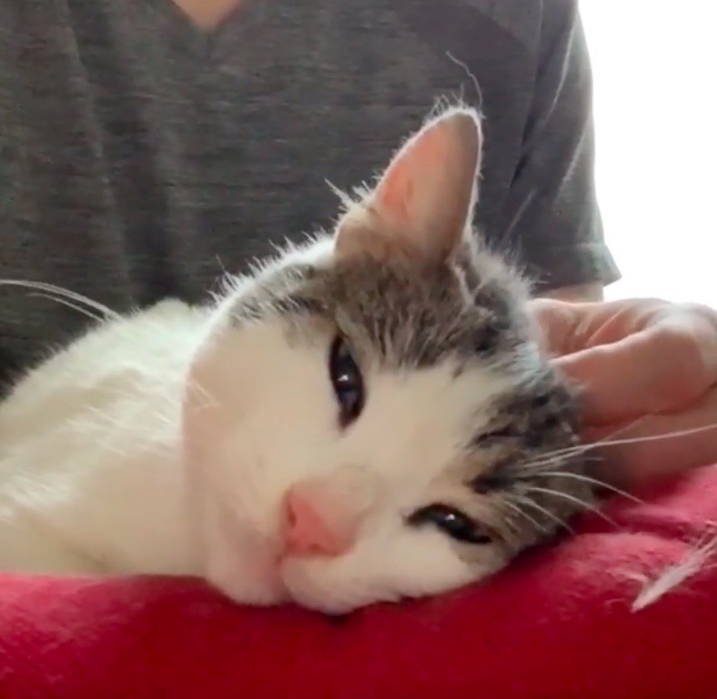 Love Meow