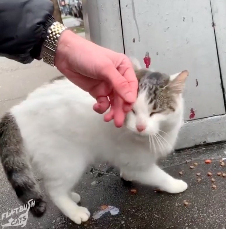 Love Meow