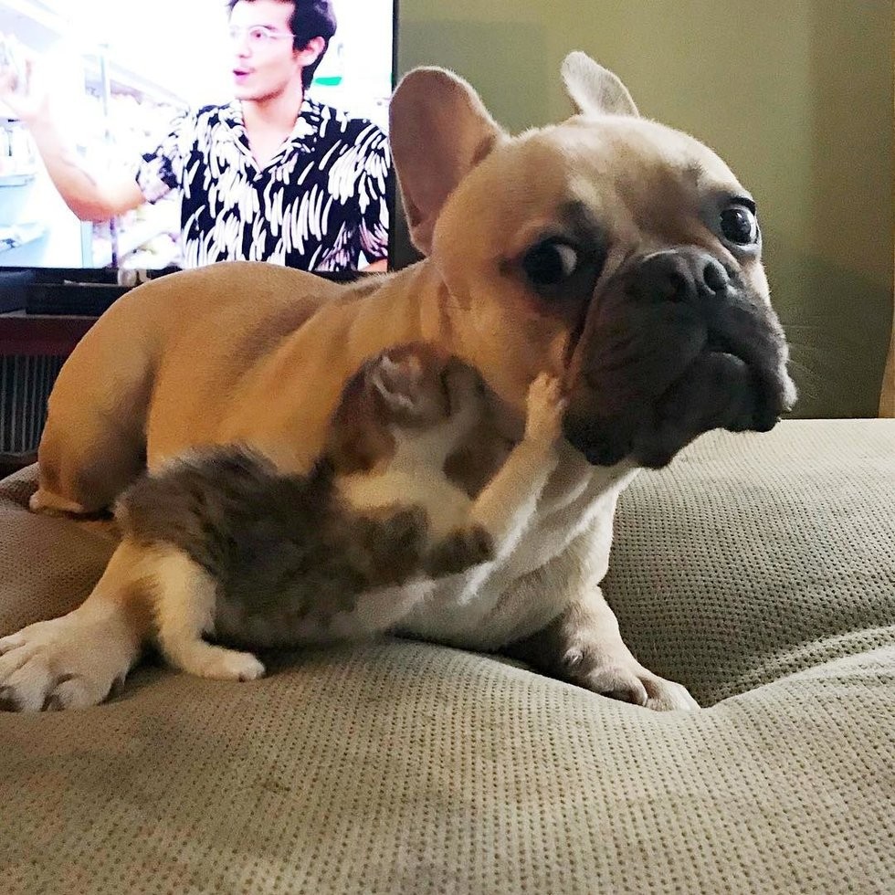 @pretzelthekitten