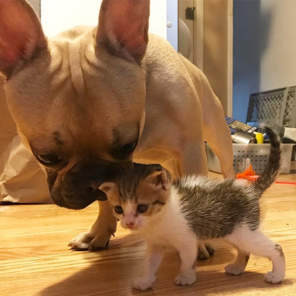 @pretzelthekitten