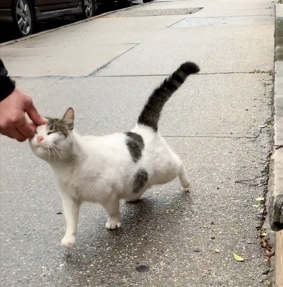 Love Meow