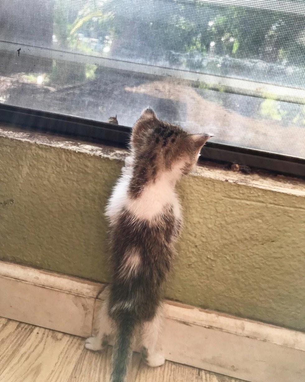 @pretzelthekitten