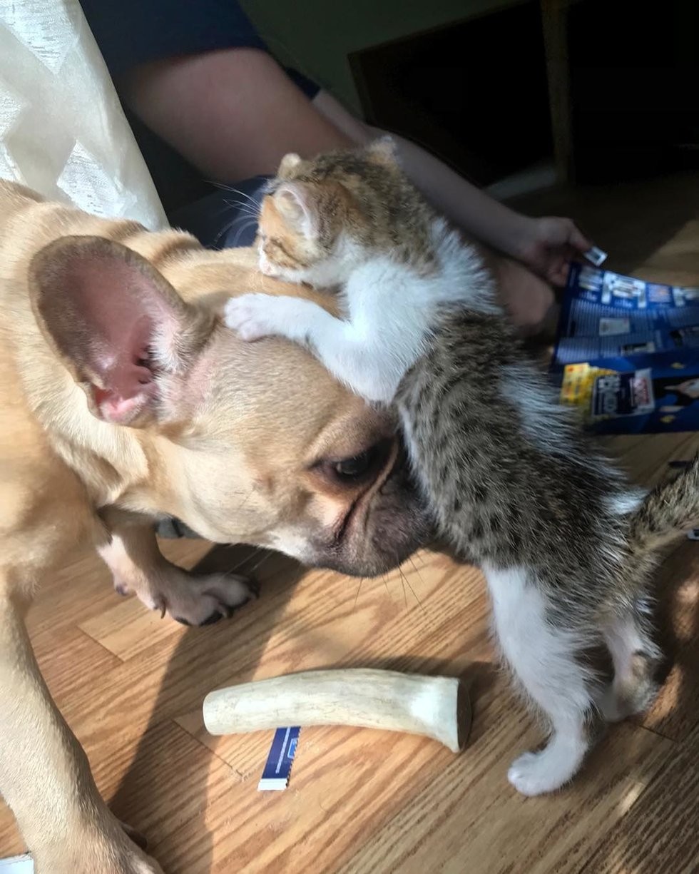 @pretzelthekitten